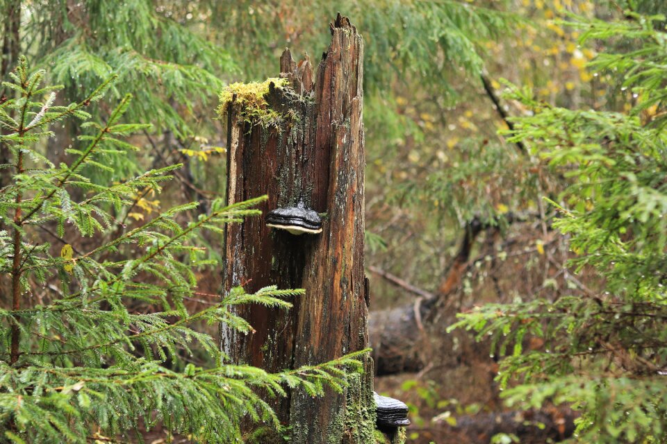 Nature fungus stump