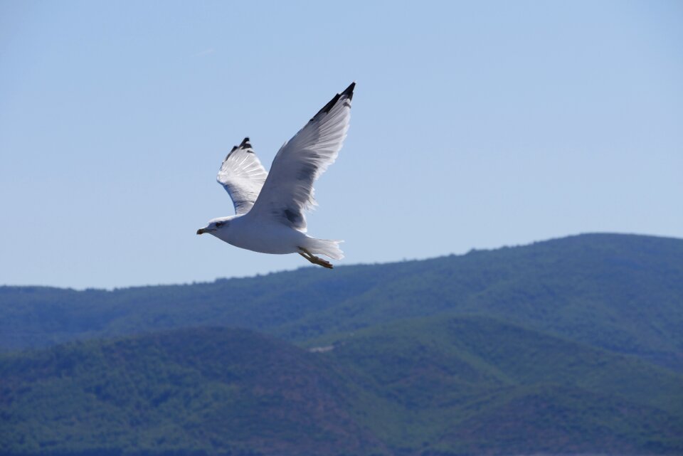 Seagull hill sky
