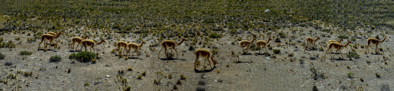 Andes highlands peru