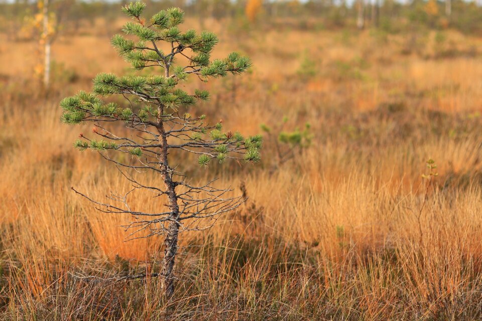 Green landscape moor