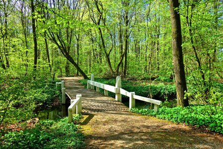 White wooden bridge footpath forest photo