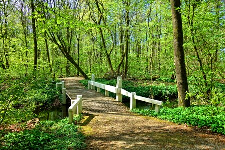 White wooden bridge footpath forest