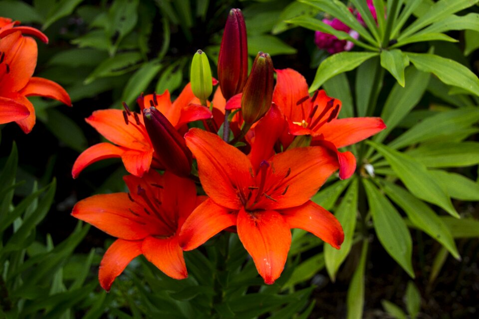 Bloom nature petals