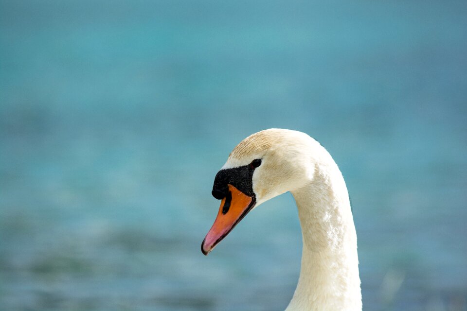 Bird nature animal world