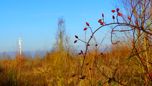 Winter nature fruit