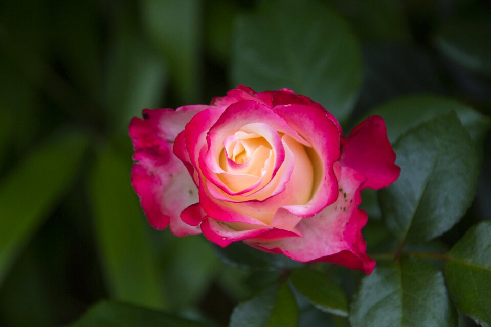Bloom nature rose bloom