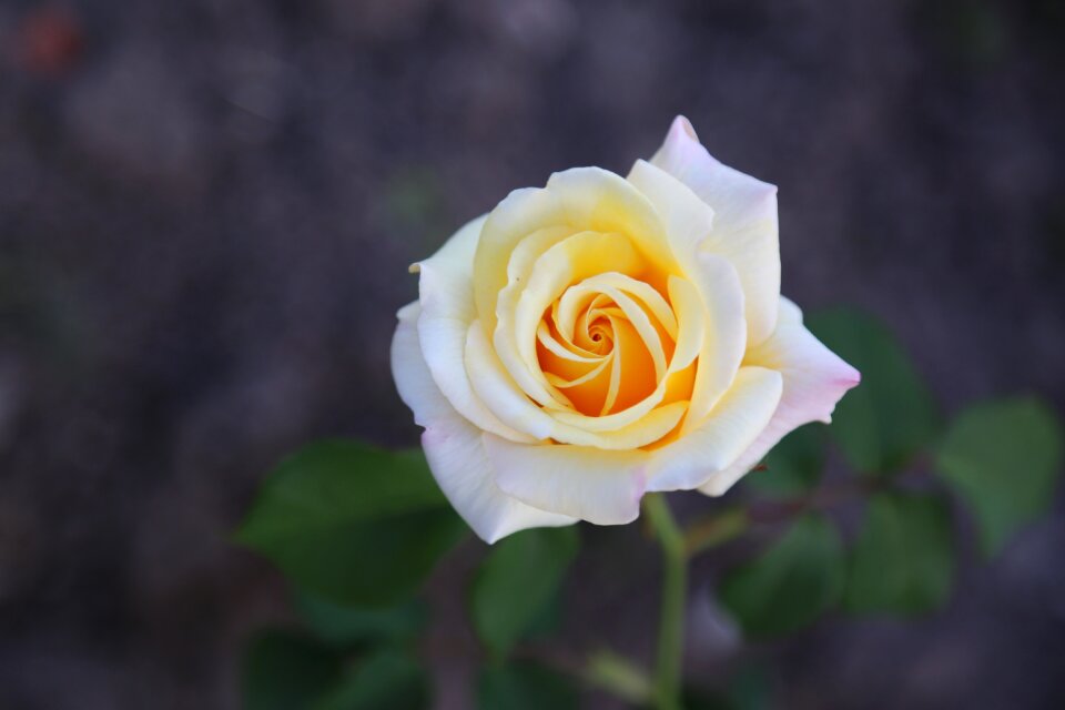 Petals blooming plant