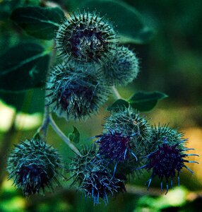 Nature plant cirsium