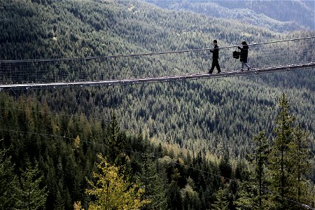 Bridge Over The Forest photo