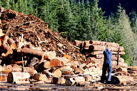 Lumberjack photo