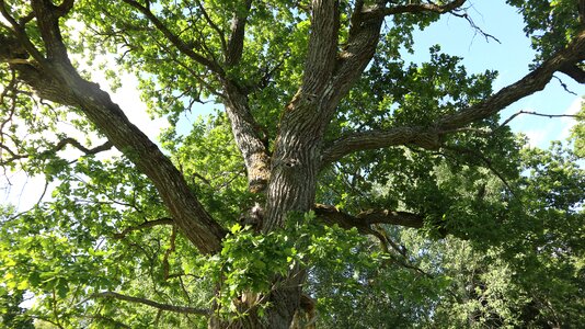 Forest summer oak photo