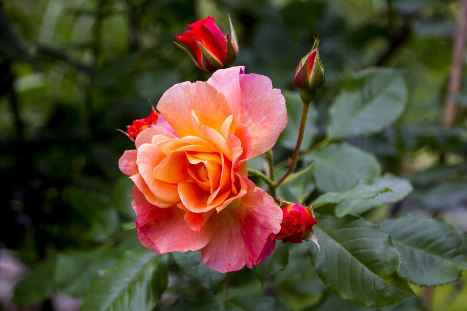 Bloom nature rose bloom