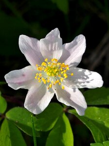 Spring close up rose-white flower
