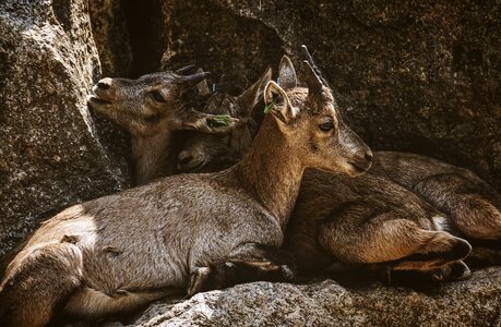 Rock wild animal boy
