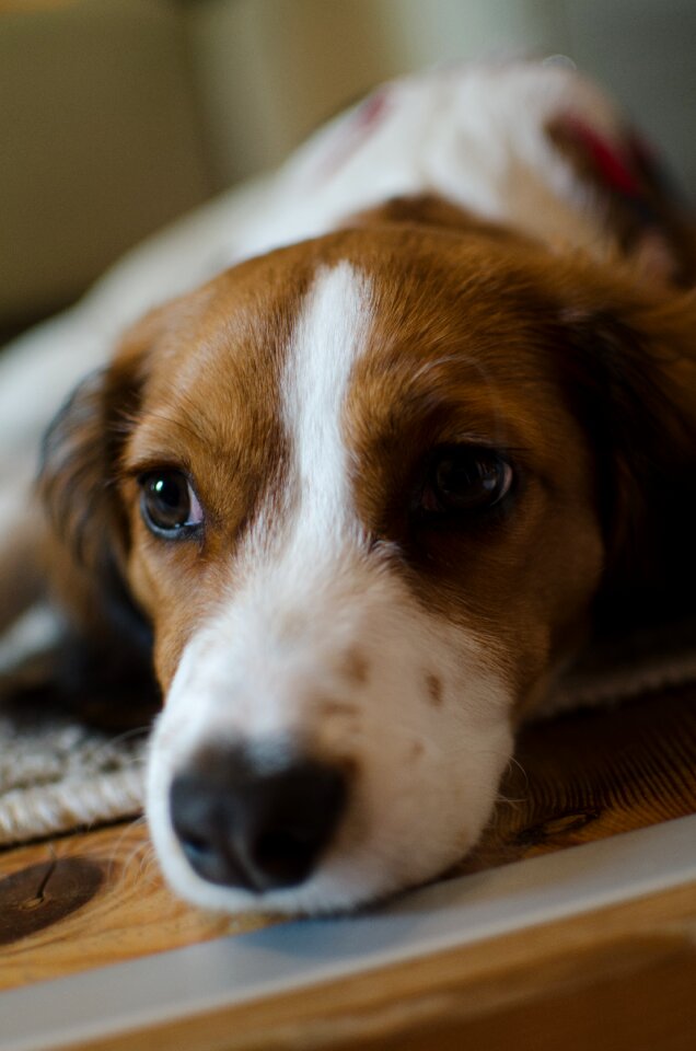 Portrait dog head cute