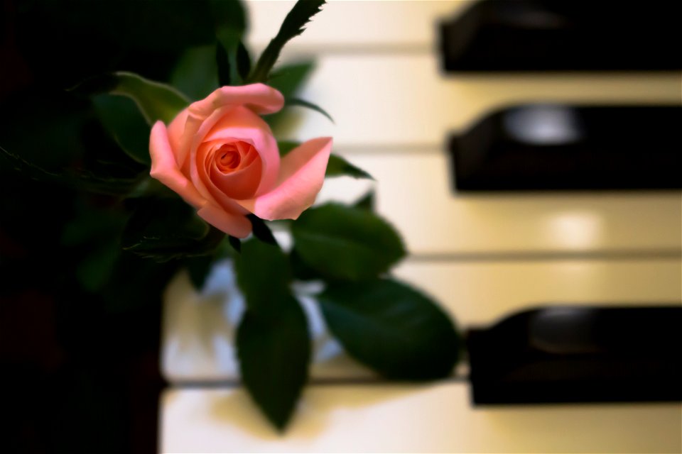 Piano Rose photo