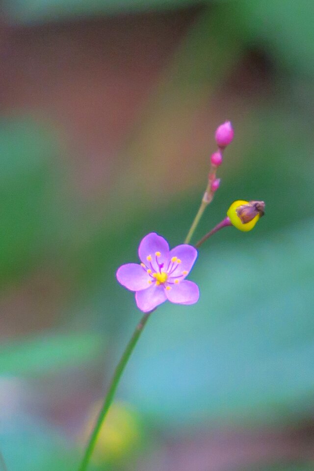 Leaf plant outdoor