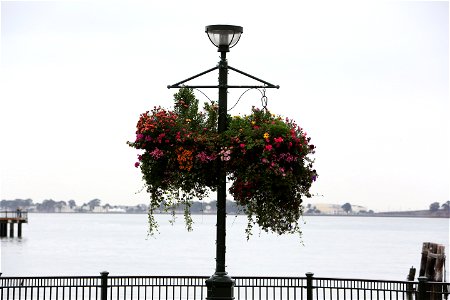 Flowery Street Lamp photo