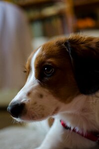Portrait dog head cute