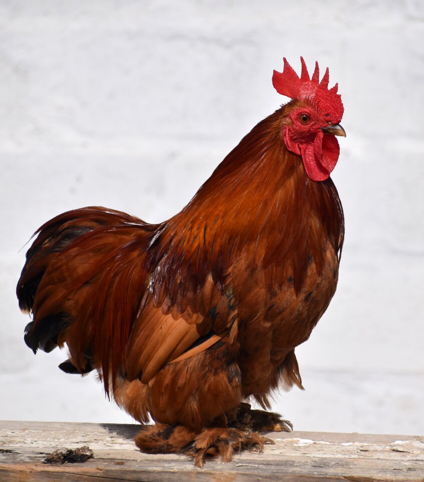 Farm animal bird