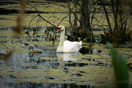 Female with young nature lake