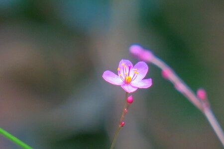 Leaf plant outdoor
