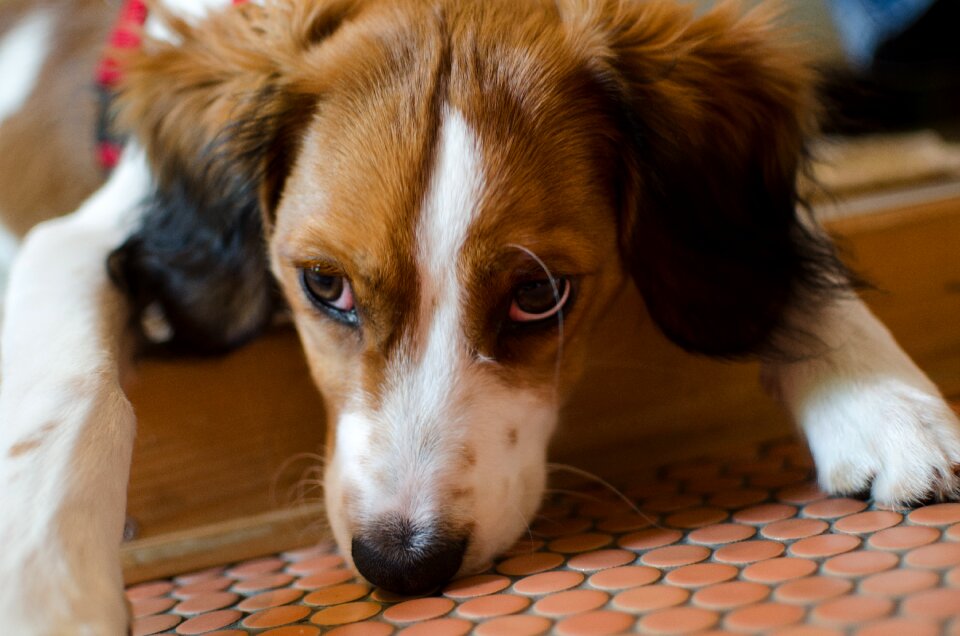 Portrait dog head cute