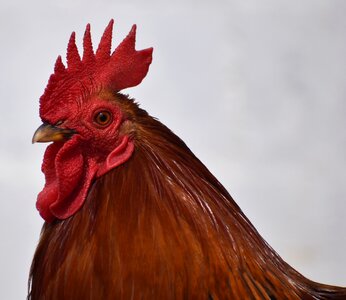 Color farm bird