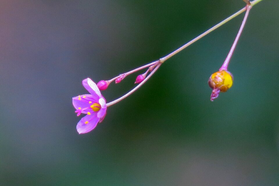 Leaf plant outdoor