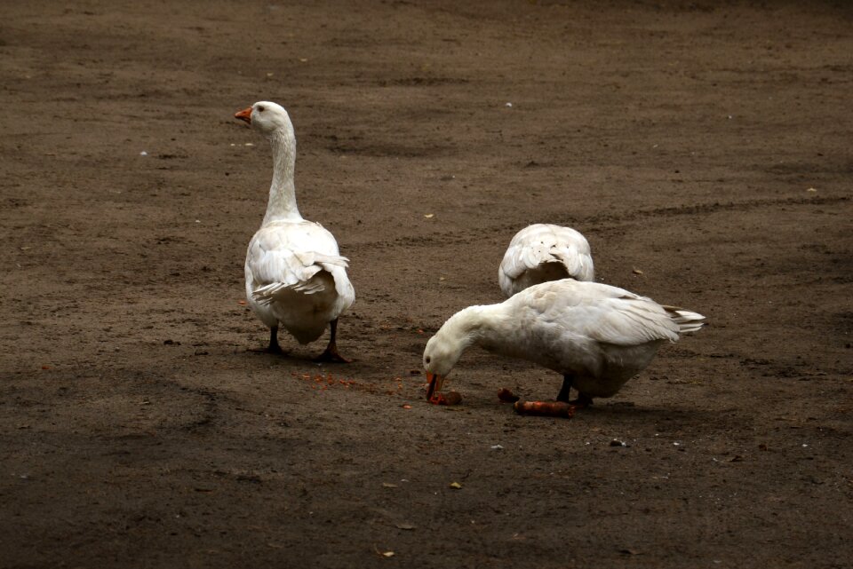 Plumage pen birds