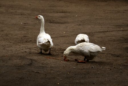 Plumage pen birds