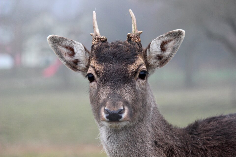 Wild forest animal young animal