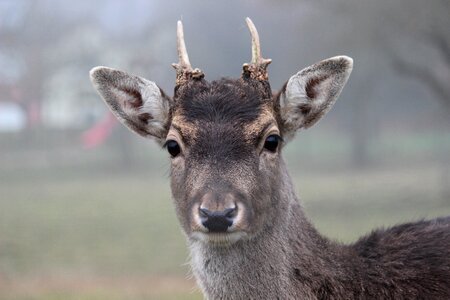 Wild forest animal young animal