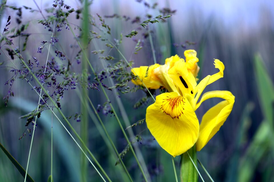 Green field spring