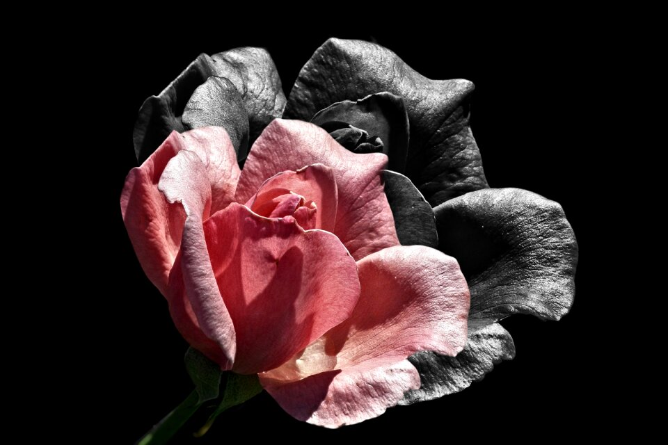 Rose pink petals