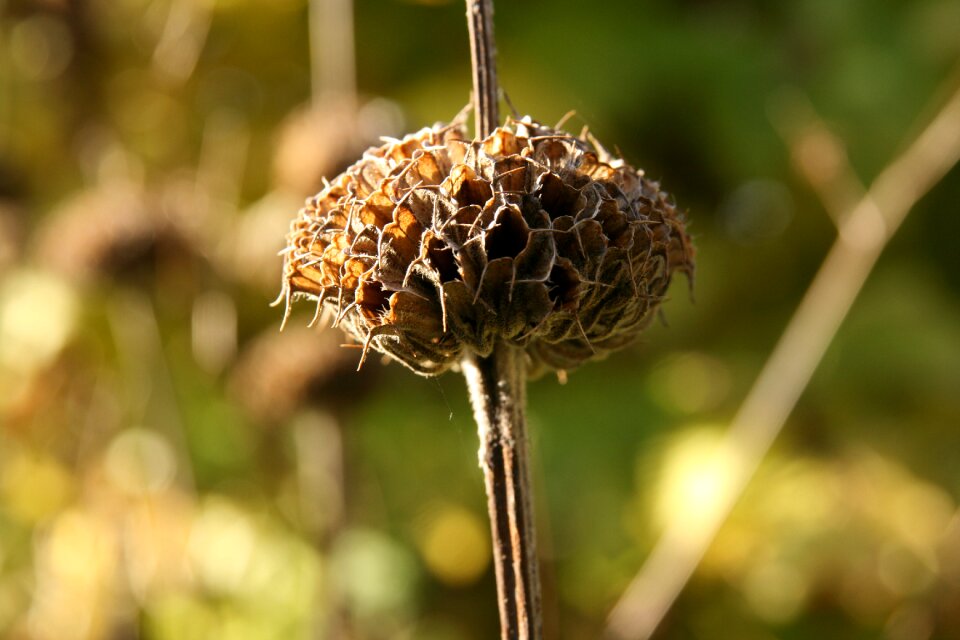 Autumn trockenblume faded