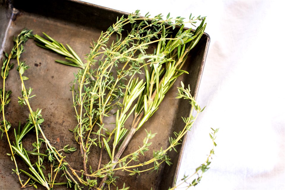 Fresh Herbs – Rosemary and Thyme photo