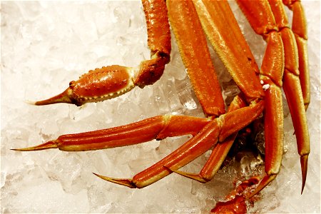Crab Legs photo