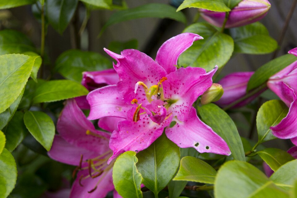 Bloom nature petals