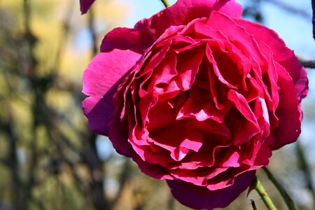 Red pink petals photo