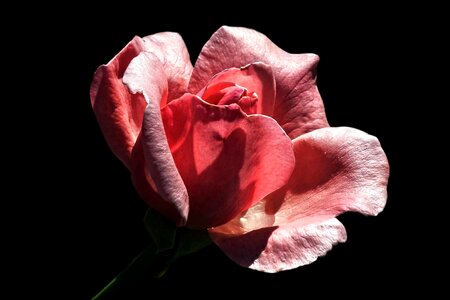 Rose pink petals photo