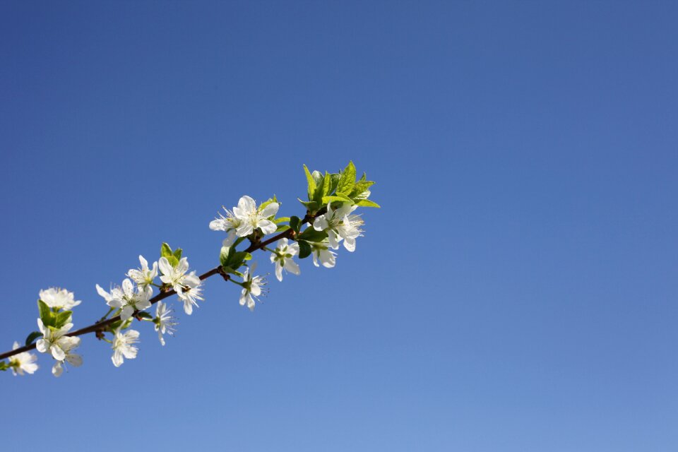 Plant blue sky flowering cherries