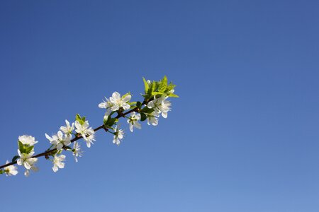 Plant blue sky flowering cherries