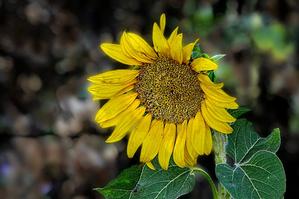 Yellow nature plant