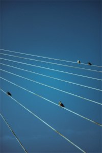 Birds and Wires photo