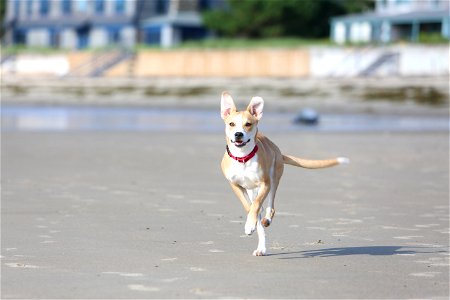 Running dog
