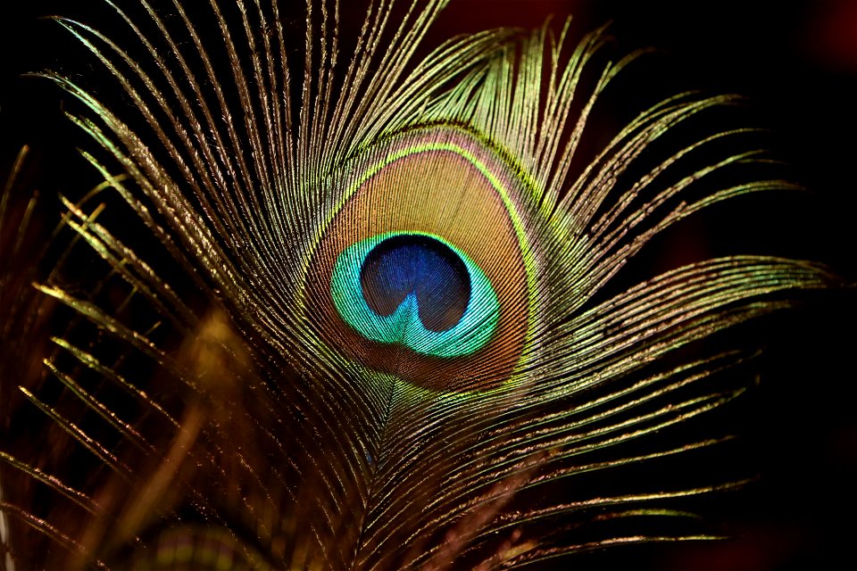 Feather