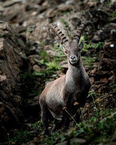 Ibex photo