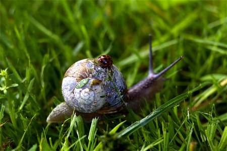 Ladybug over a Snail photo