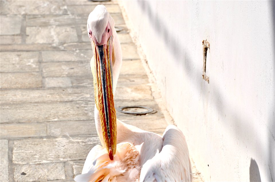 Pelican